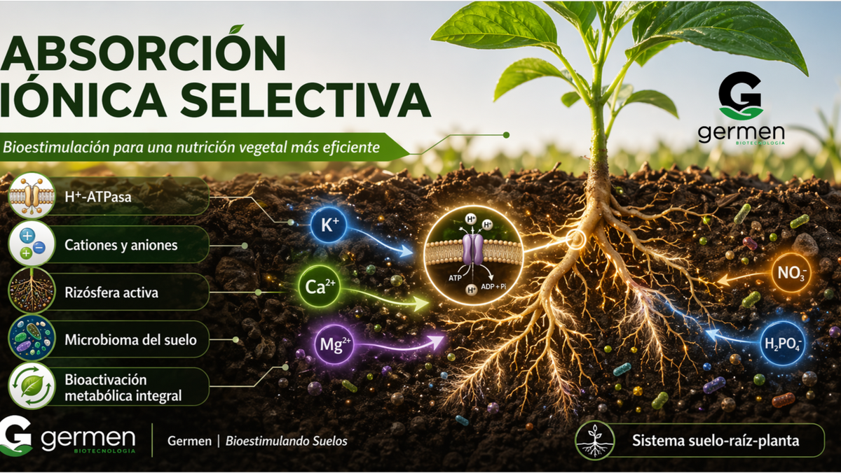 Absorción Iónica Selectiva en Raíces