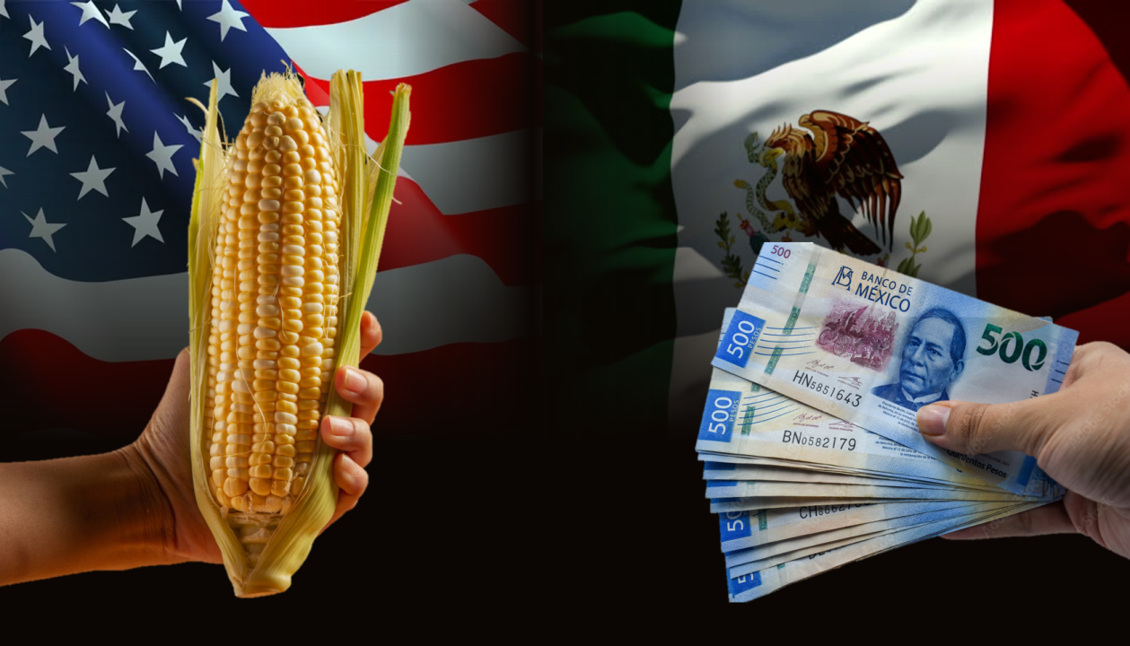 México pierde poder Agrícola por Crisis de Producción de maíz y trigo