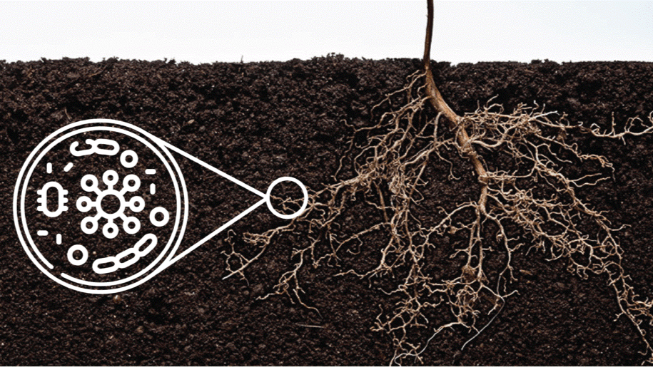 Impacto del Quitosano en el Crecimiento de las Raíces Capilares y la Defensa Vegetal