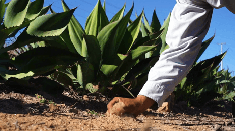 Importancia de la diversidad de los agaves en el ámbito agronómico