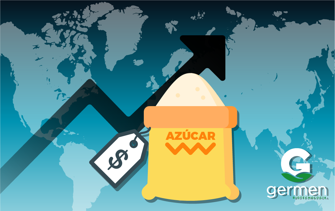 Desafío del azúcar en 2024: El peor año de la caña en 10 años