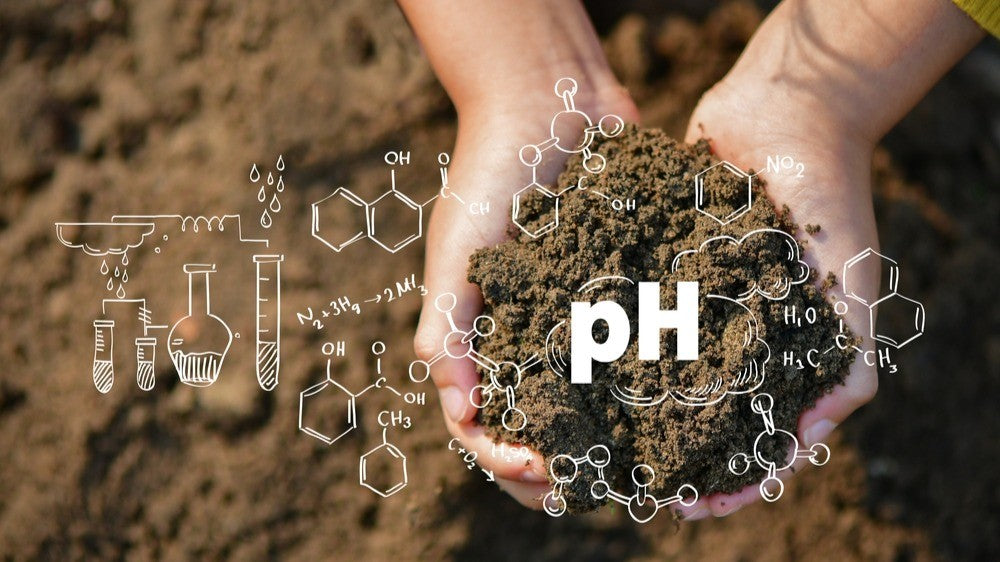 La Tierra se acidifica, el desafío oculto.