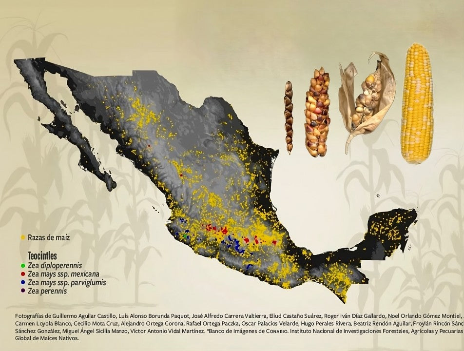 “Maíz ancestral mexicano en peligro: la alarmante disminución de su cultivo”