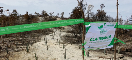 Agave en Jalisco: ¿Un éxito para el ecosistema