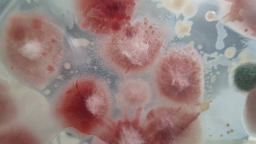 Diversidad genética y agresividad de Fusarium