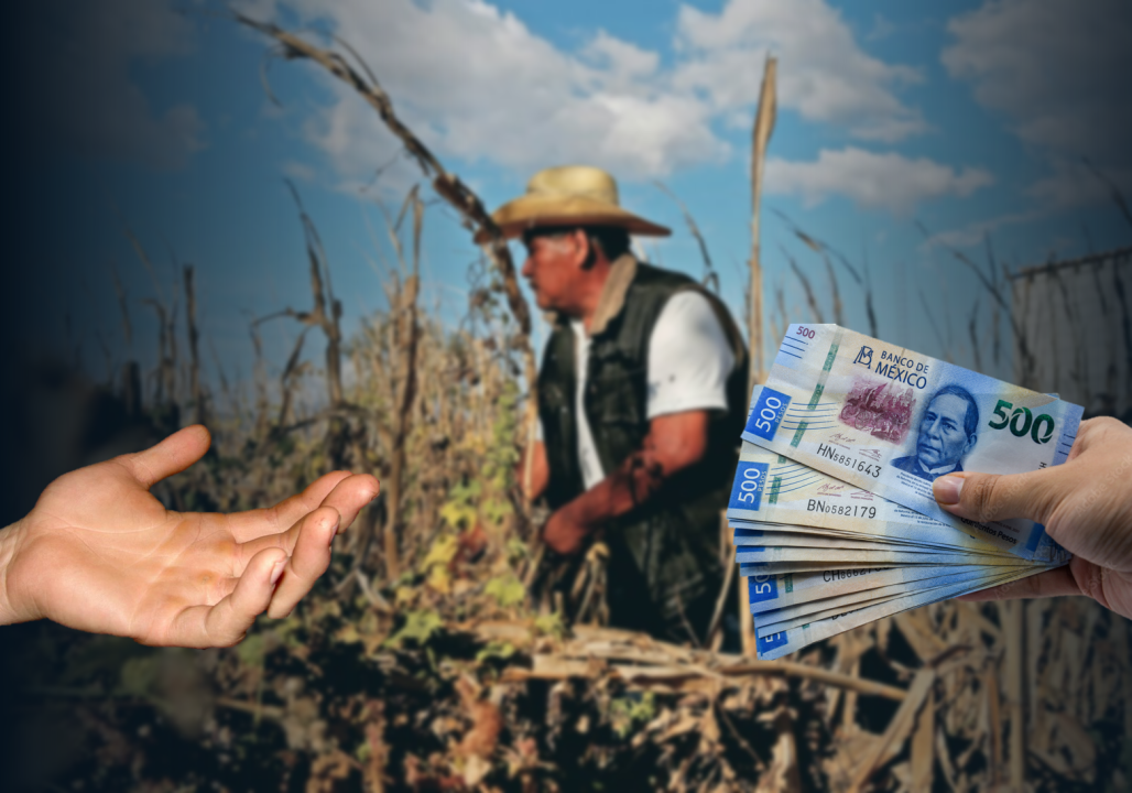 “Retos en la agricultura mexicana este 2024: aumentan recursos del campo, pero no en programas de productividad”