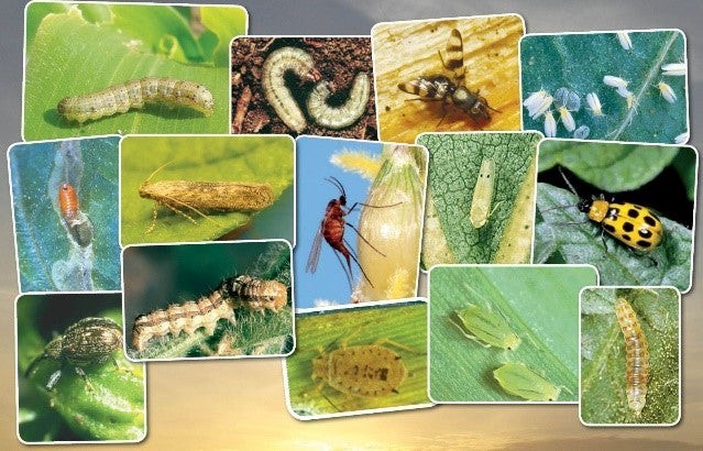 Ciclo de vida de plagas: conocer para erradicar