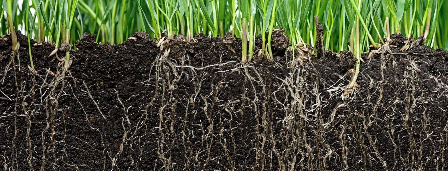 Método de acción de probióticos en la rizosfera microbiana: Pseudomonas