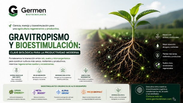Gravitropismo Radicular y Bioestimulantes