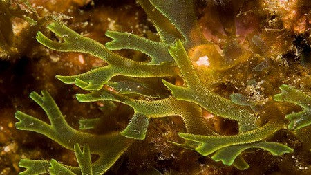 "Extracto de algas y coloides"