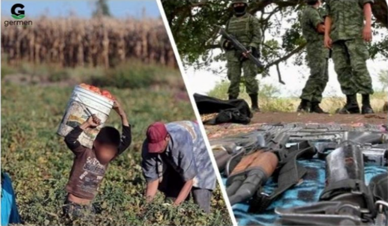 Sinaloa, cosechas en riesgo: La violencia amenaza al sector agrícola